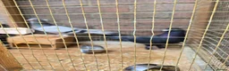 Pigeons birds for sale: X2 Female Pigeons  in Fareham - Advert 3