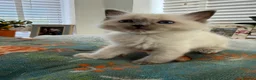 Ragdoll cats for sale: 2 ragdoll boy Kittens - Advert 25