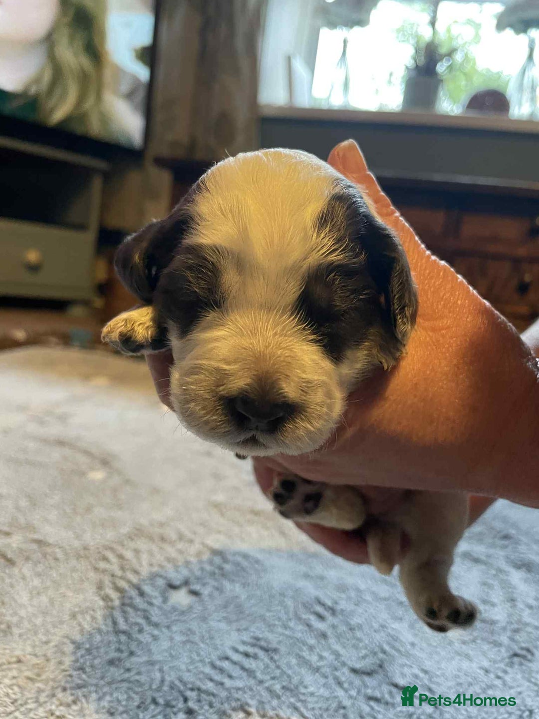 Cockapoo dogs for sale: Gorgeous cockapoo puppies F1B - Image 3