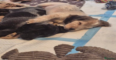Mixed Breed dogs - Advert 2