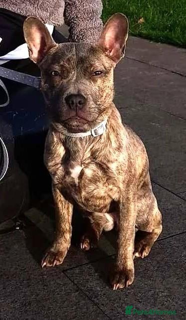 Mixed Breed dogs for adoption: ZOA 3yr old mixed breed - Advert 1