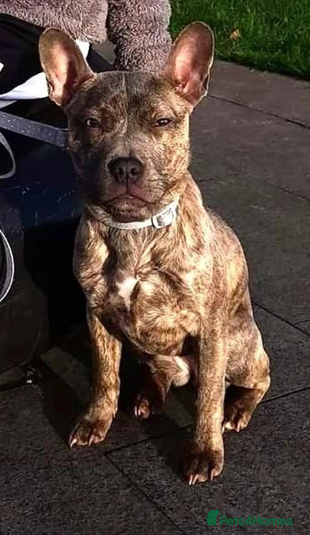 Mixed Breed dogs for adoption: ZOA 3yr old mixed breed - Advert 1