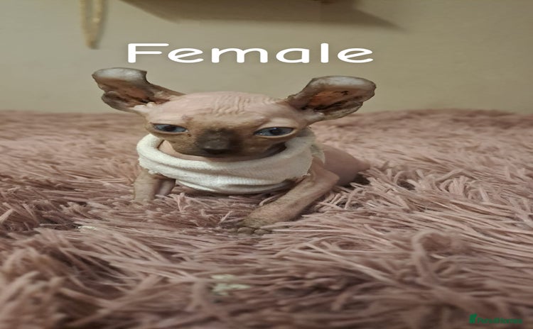 Sphynx cats - Advert 13