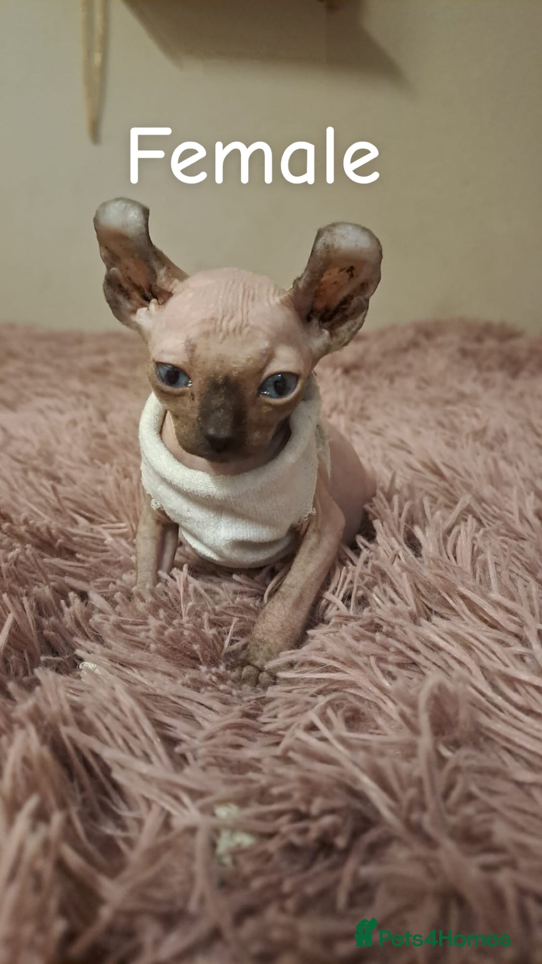 Sphynx cats for sale: Half Elf sphynx  - Image 2