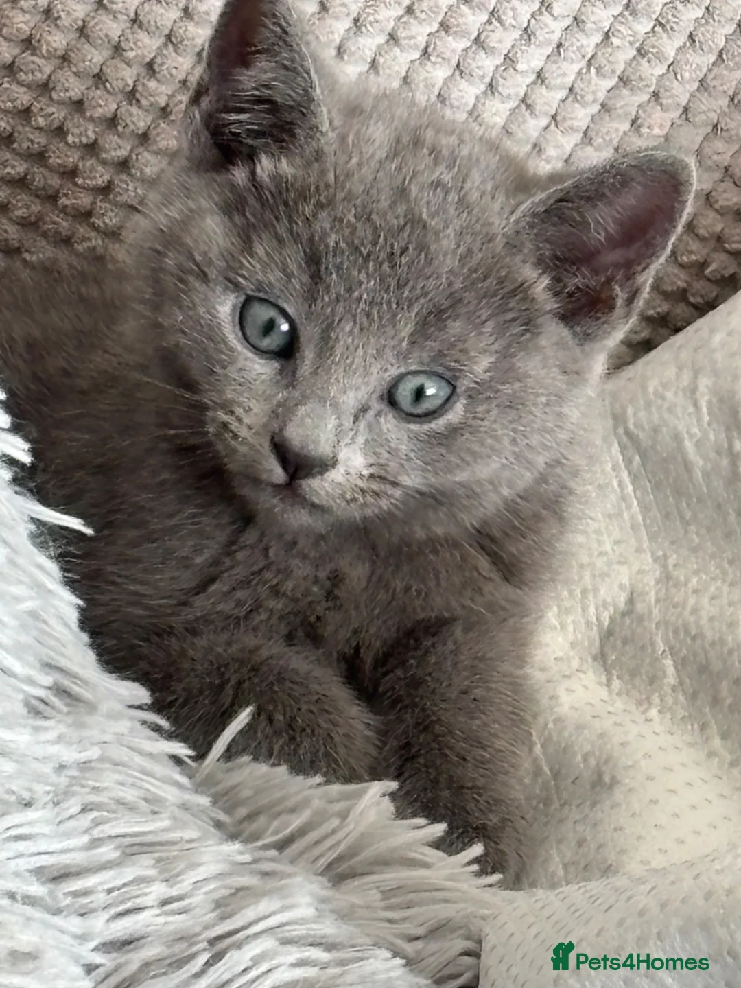 Russian Blue cats for sale: Tica registered kittens - Advert 2