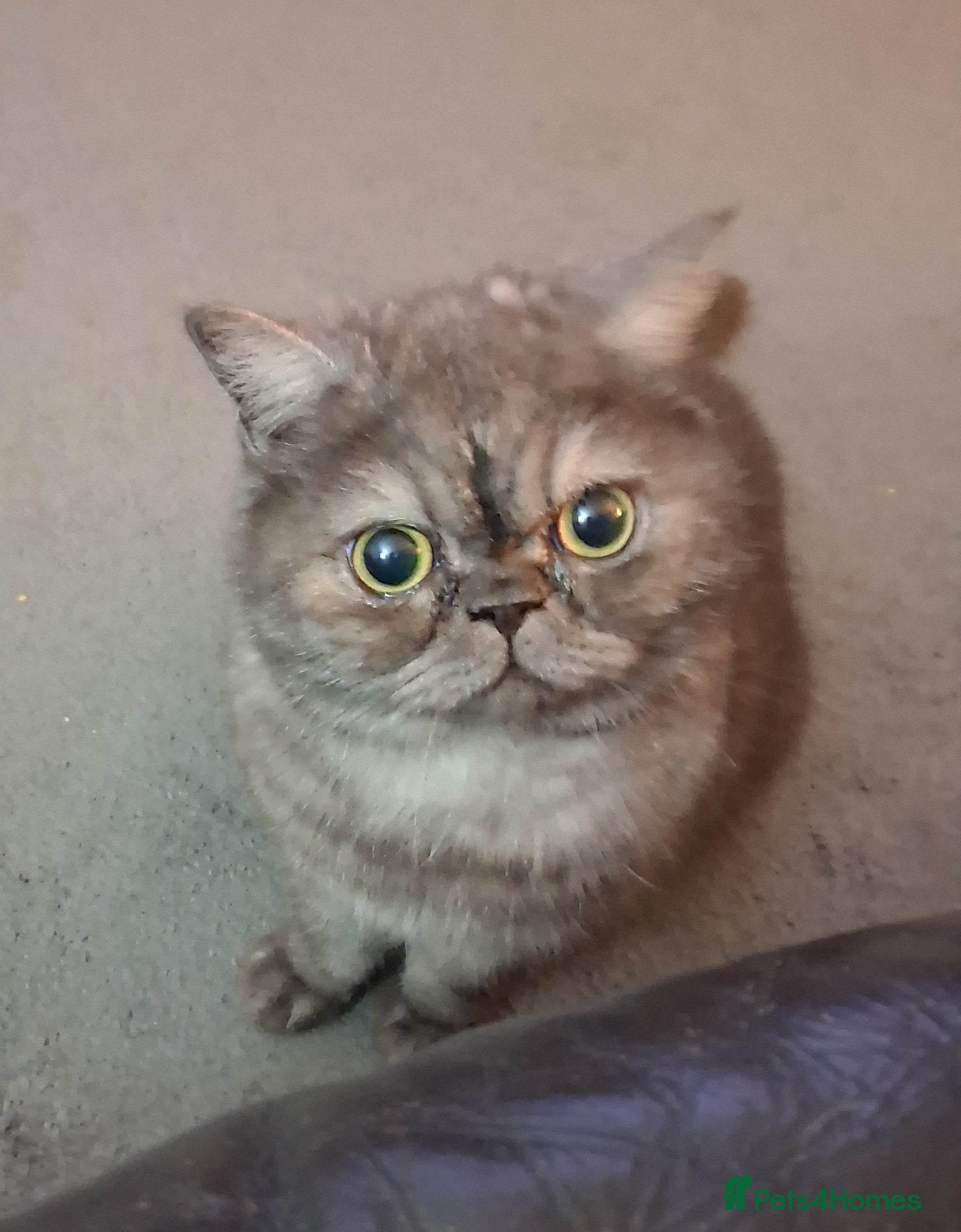 Exotic cats Exotic spayed female cat - Advert 5