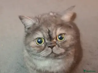 Exotic cats Exotic spayed female cat - Advert 6