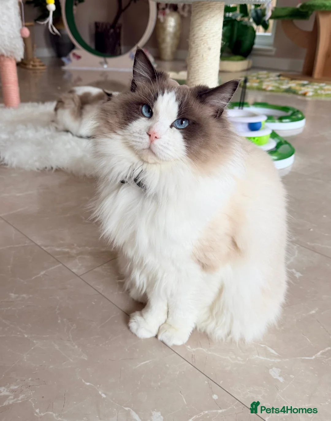Ragdoll cats for sale: Beautiful show quality mature Ragdoll boy - Advert 3