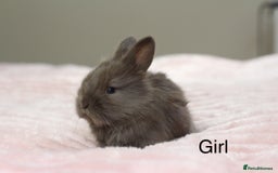Angora rabbits for sale: Angora X bunny rabbits  - Image 2