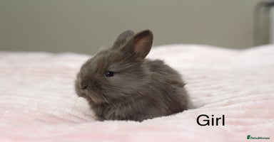 Angora rabbits - Advert 3