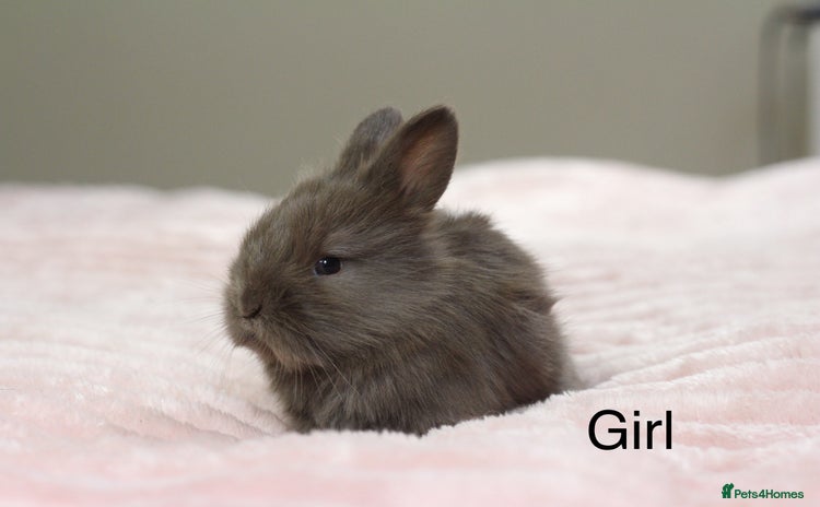 Angora rabbits - Advert 4