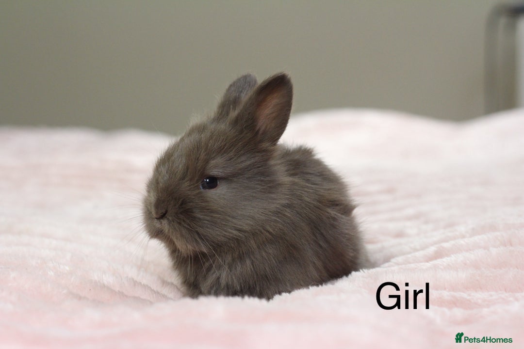 Angora rabbits for sale: Angora X bunny rabbits  - Image 2