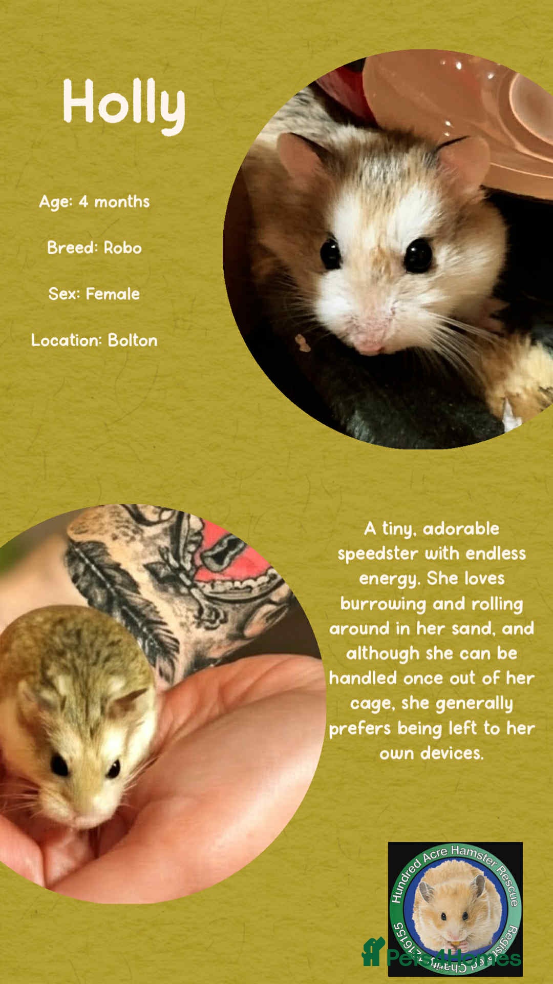 Hamster rodents for sale: Hamster  - Advert 4