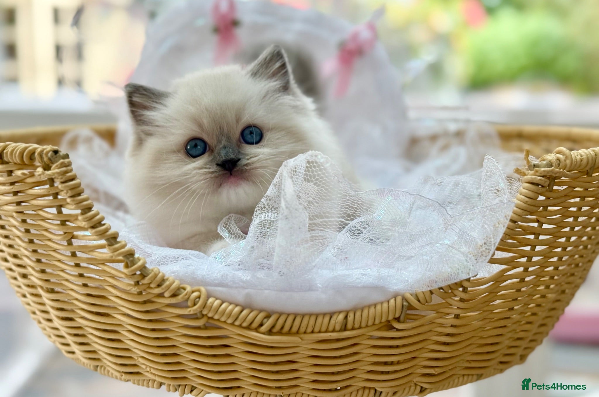 Ragdoll cats ONE GIRL AVAILABLE DUE TO TIMWASTERS  - Advert 2