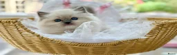 Ragdoll cats for sale: READY TO GO 1 left  (£900) available(TIMEWASTERS)  - Advert 12