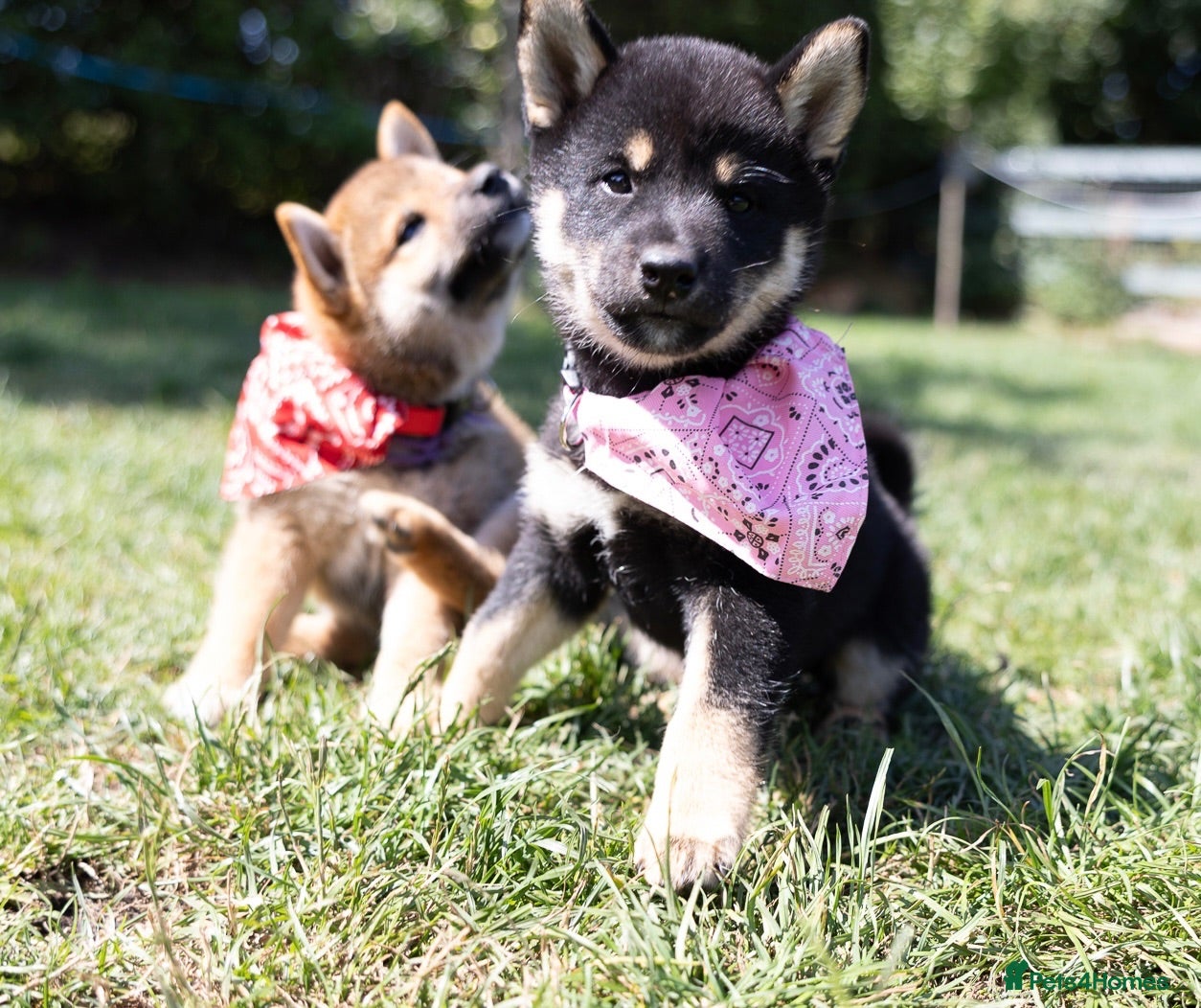 Japanese Shiba Inu dogs Outstanding original Japanese Shiba Inu puppies  - Advert 1