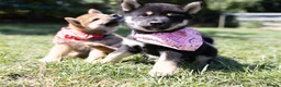 Japanese Shiba Inu dogs for sale: Outstanding original Japanese Shiba Inu puppies  - Advert 9