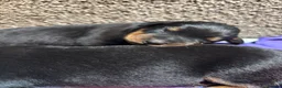 Mixed Breed dogs for sale: Rottweiler x puppys  - Advert 6