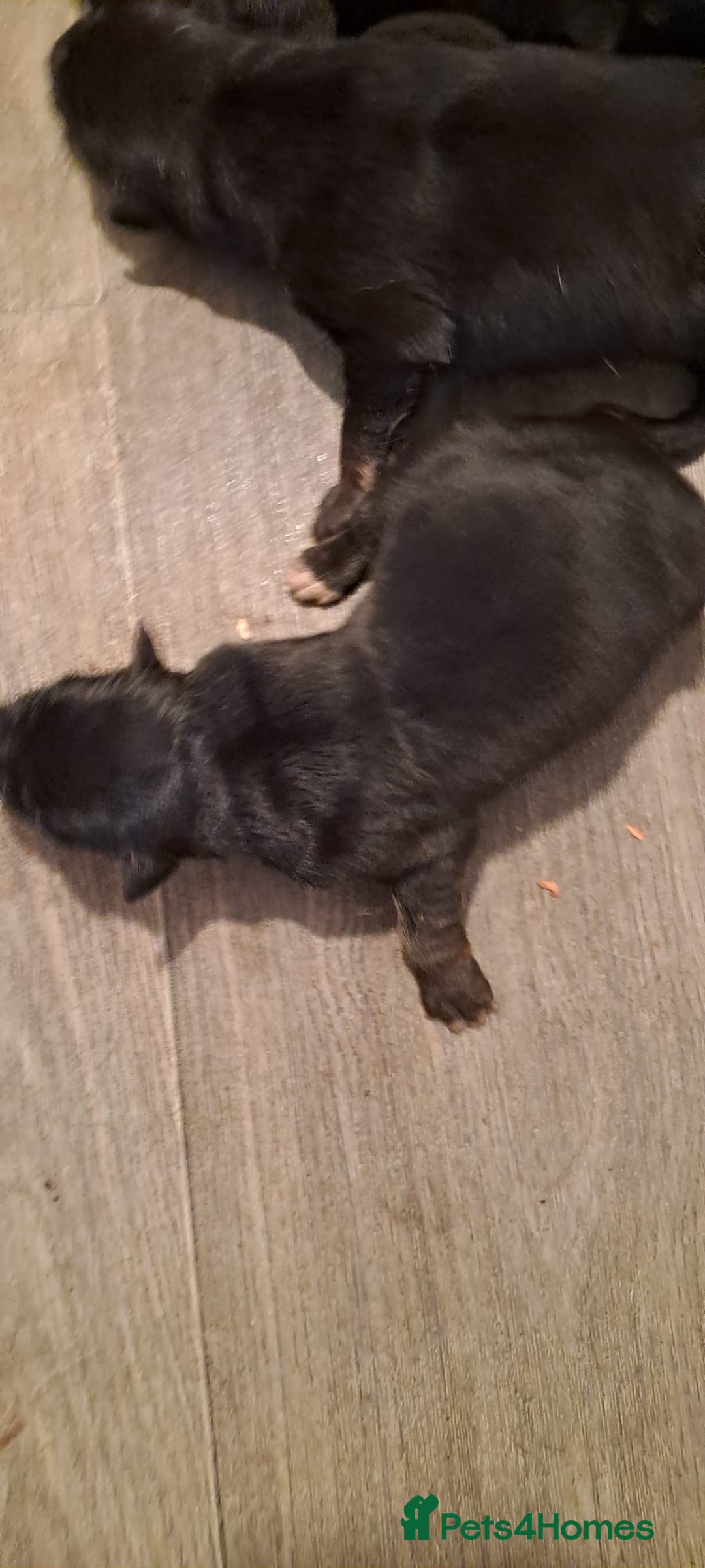 German Shepherd dogs for sale: Stunning German shepherd puppies - Advert 6