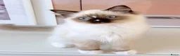 Ragdoll cats for sale: INDOOR GCCF REG CHOCOLATE LILAC RAGDOLL KITTENS - Advert 24
