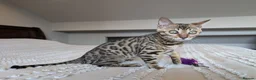 Bengal cats for sale: 🖤🩶🤍 BEAUTIFUL BENGAL KITTENS 🤍🩶🖤 - Advert 2