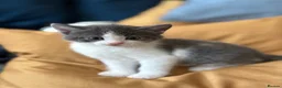 Mixed Breed cats for sale: Friendly Kittens - Advert 4
