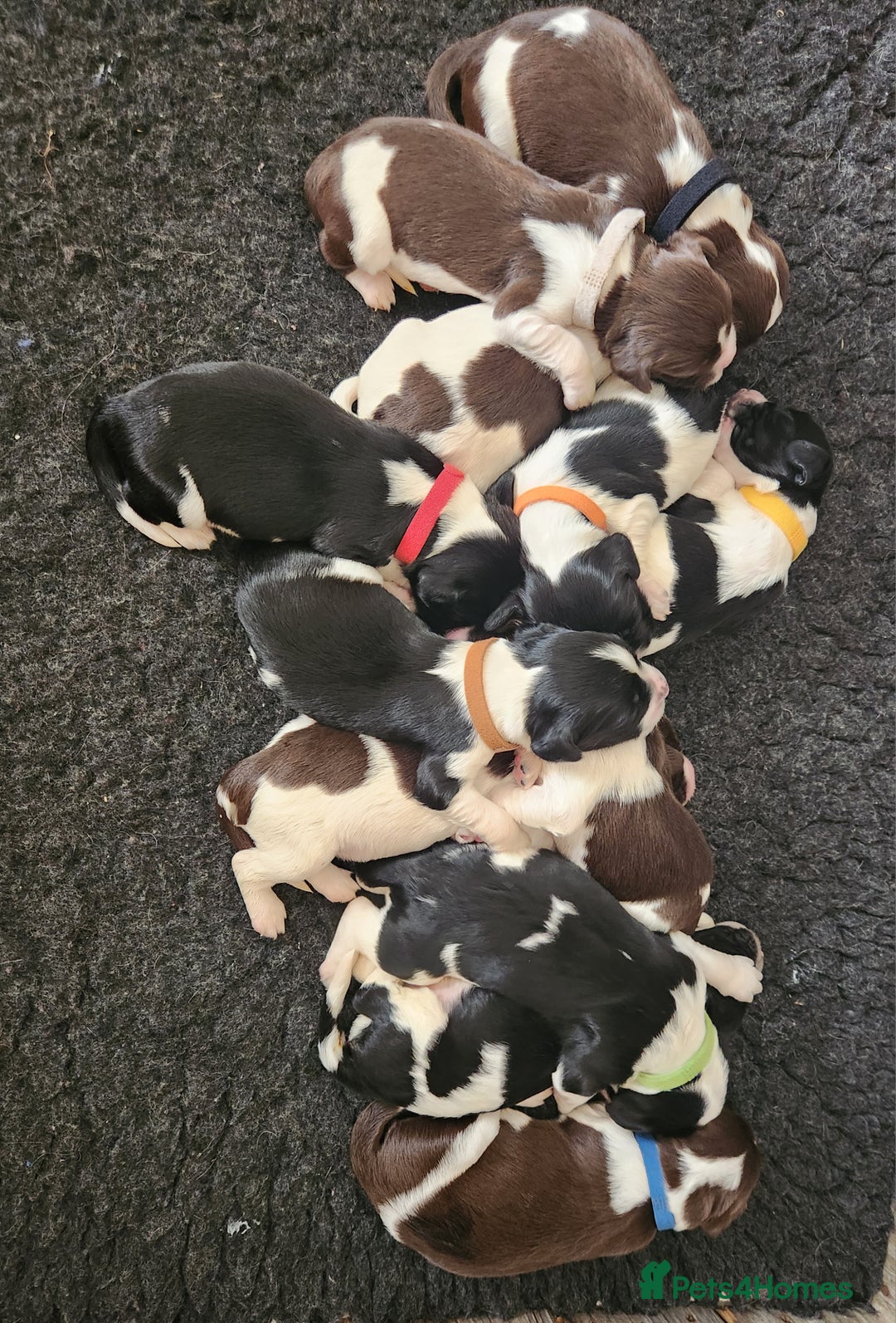 English Springer Spaniel dogs for sale: KC Registered ESS Pups *WELL MARKED* - Image 32