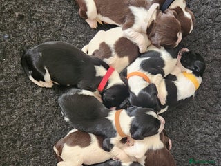 English Springer Spaniel dogs - Advert 3