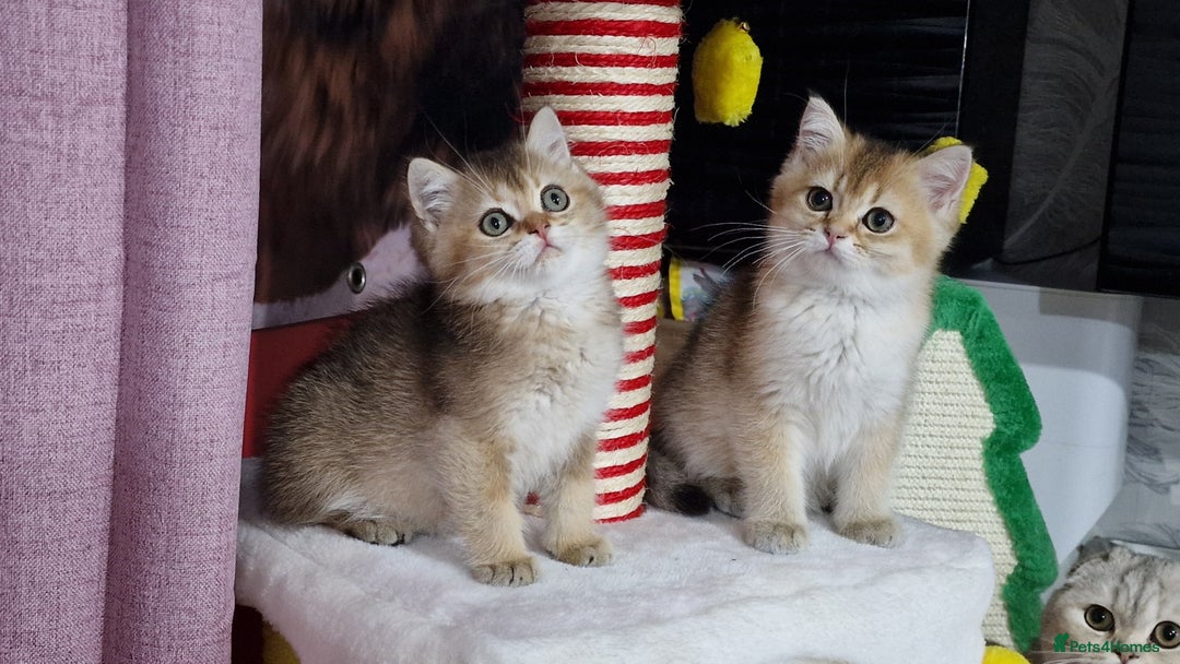 British Shorthair cats for sale: British shorthair pedigree kittens - Advert 4