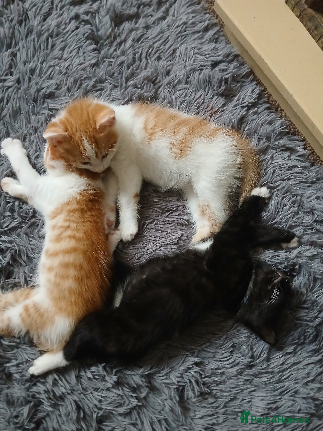 Mixed Breed cats for sale: Beautiful kittens ready  - Image 4