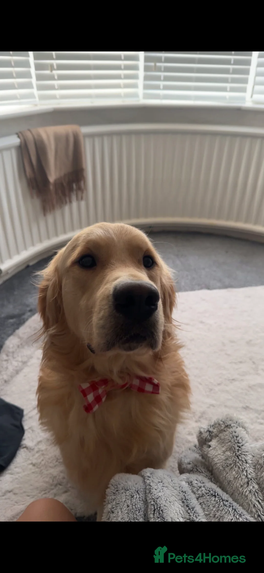 Golden Retriever dogs for stud: Bailey for stud  - Advert 1