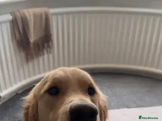 Golden Retriever dogs Bailey for stud - Advert 13