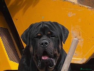 Mixed Breed dogs Chunky Rottweiler x alpha blue bulldog puppies - Advert 2