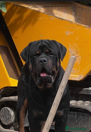 Mixed Breed dogs Chunky Rottweiler x alpha blue bulldog puppies - Advert 1