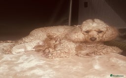 Toy Poodle dogs for sale: Toy poodle puppies - Image 14