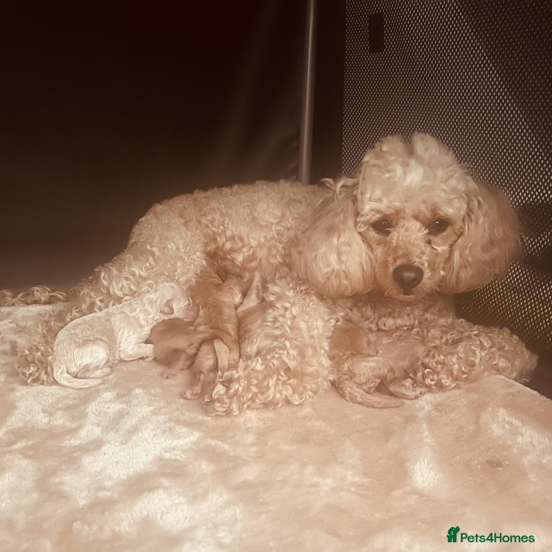 Toy Poodle dogs for sale: Toy poodle puppies - Image 14
