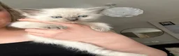 Ragdoll cats for sale: Female ragdoll kitten £750 - Advert 3