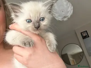Ragdoll cats Ragdoll kittens 😸 *1 girl left🤎* - Advert 11