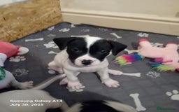Staffordshire Bull Terrier dogs for sale: Staffie puppies for sale  - Image 30