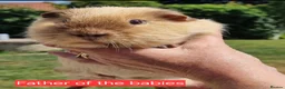Guinea Pig rodents for sale: Beautiful baby Guinea pigs  - Advert 5