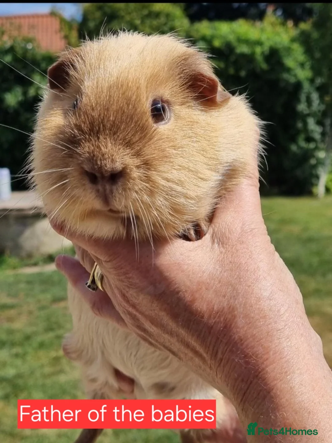 Guinea Pig rodents for sale: Beautiful baby Guinea pigs  - Advert 5