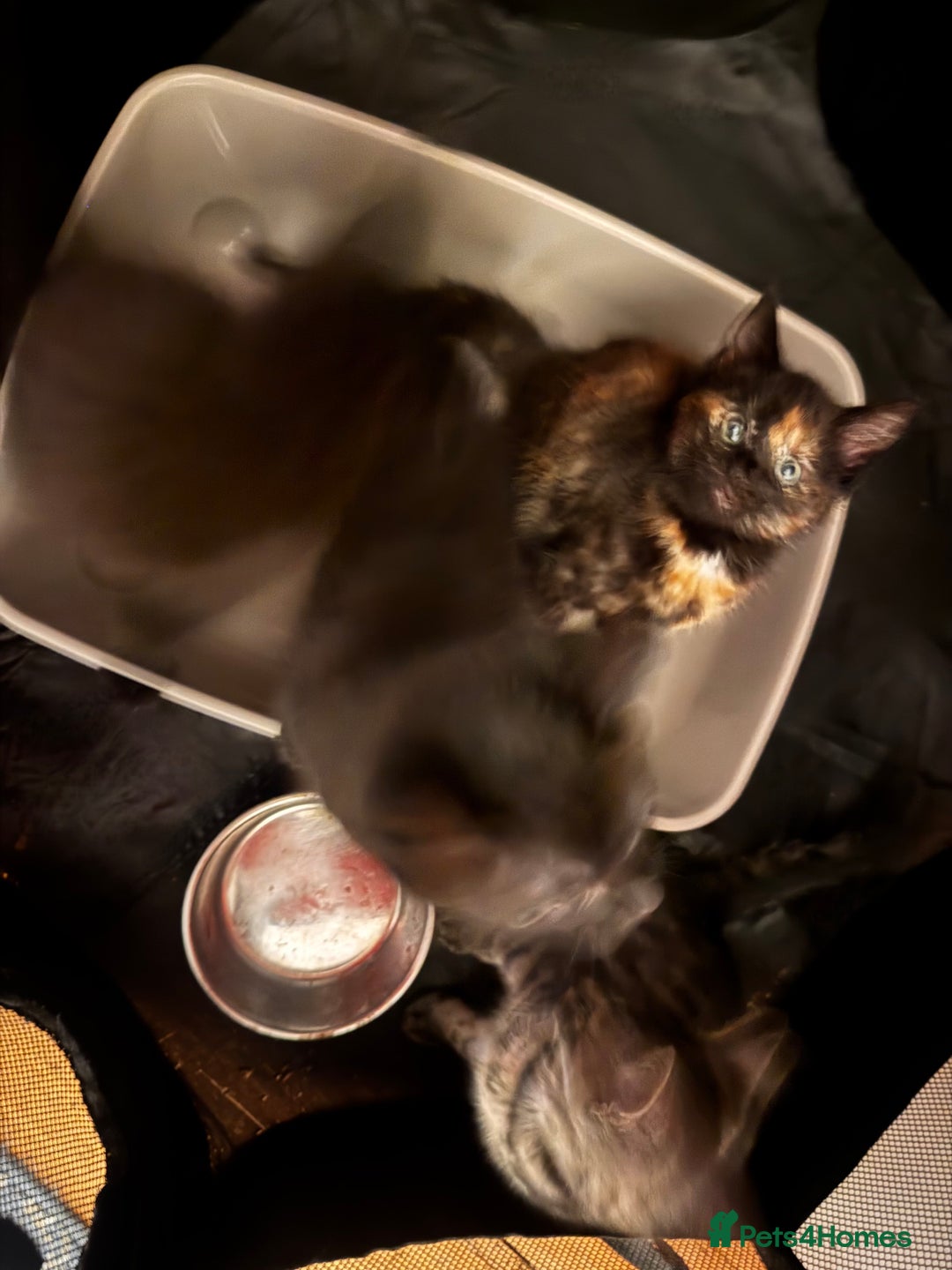 Mixed Breed cats for sale: Four gorgeous mixed breed kittens  - Advert 11