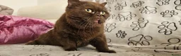 British Shorthair cats for sale: Chocolate British shorthair cat - Advert 2