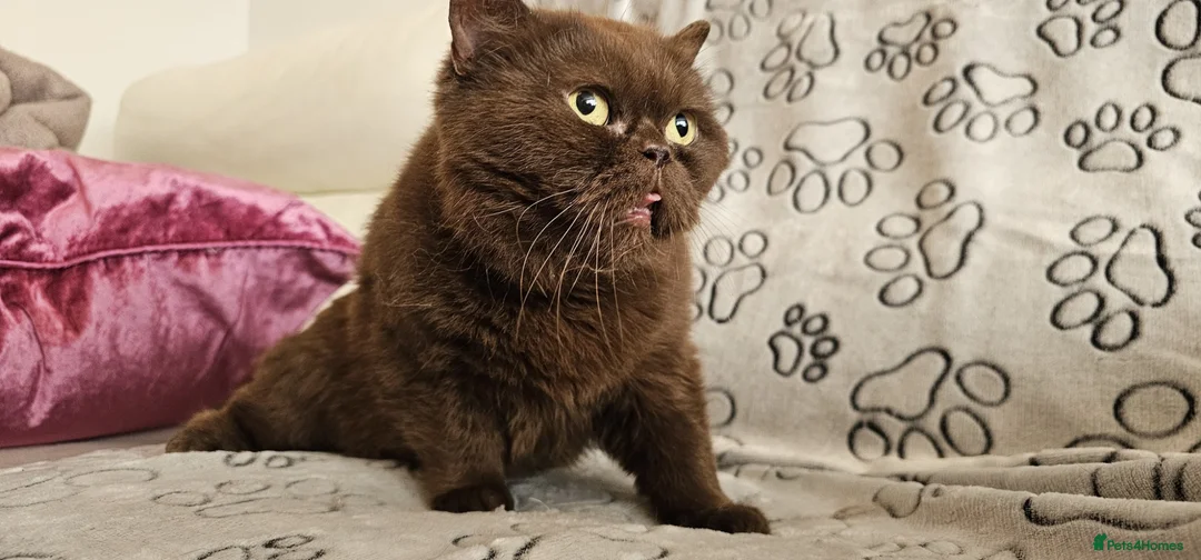 British Shorthair cats for sale: Chocolate British shorthair cat - Advert 2
