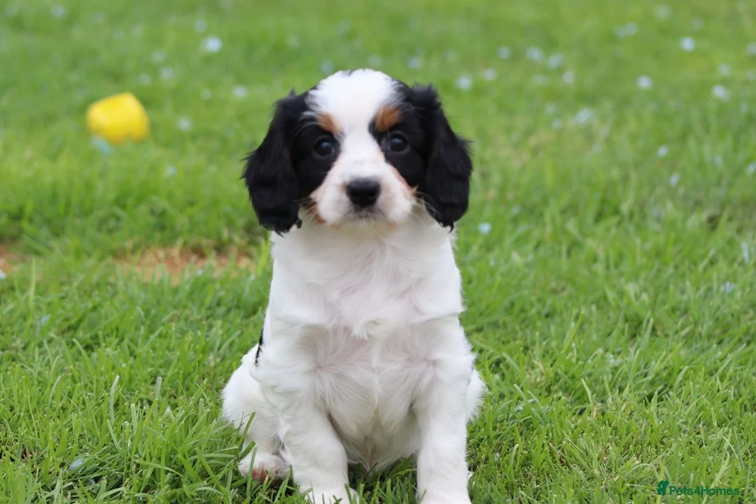 Cavapoo dogs for sale: Beautiful Cavapoo puppies for sale - Advert 30