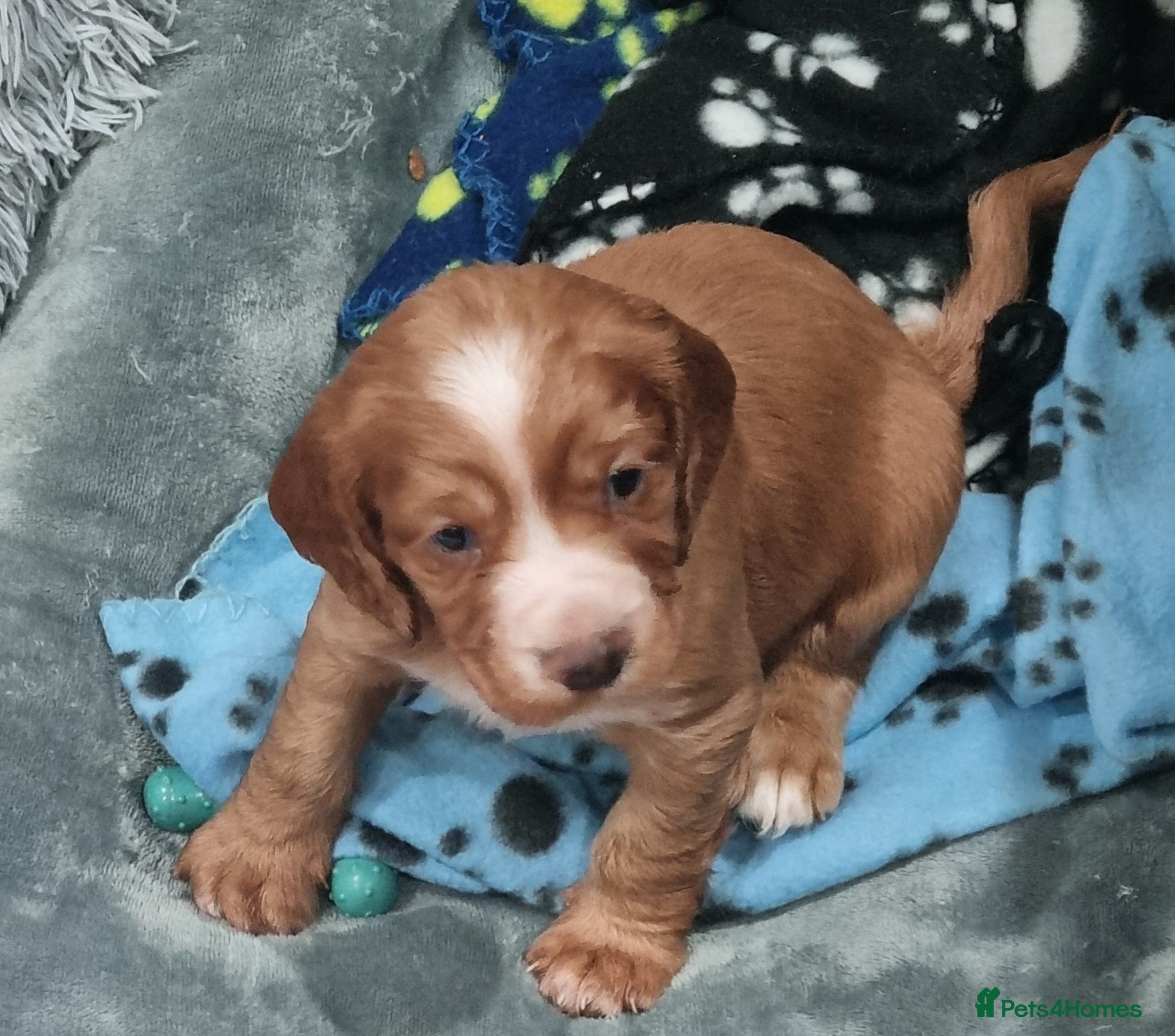 Cocker Spaniel dogs Adorable cocker spaniel puppies - Advert 2