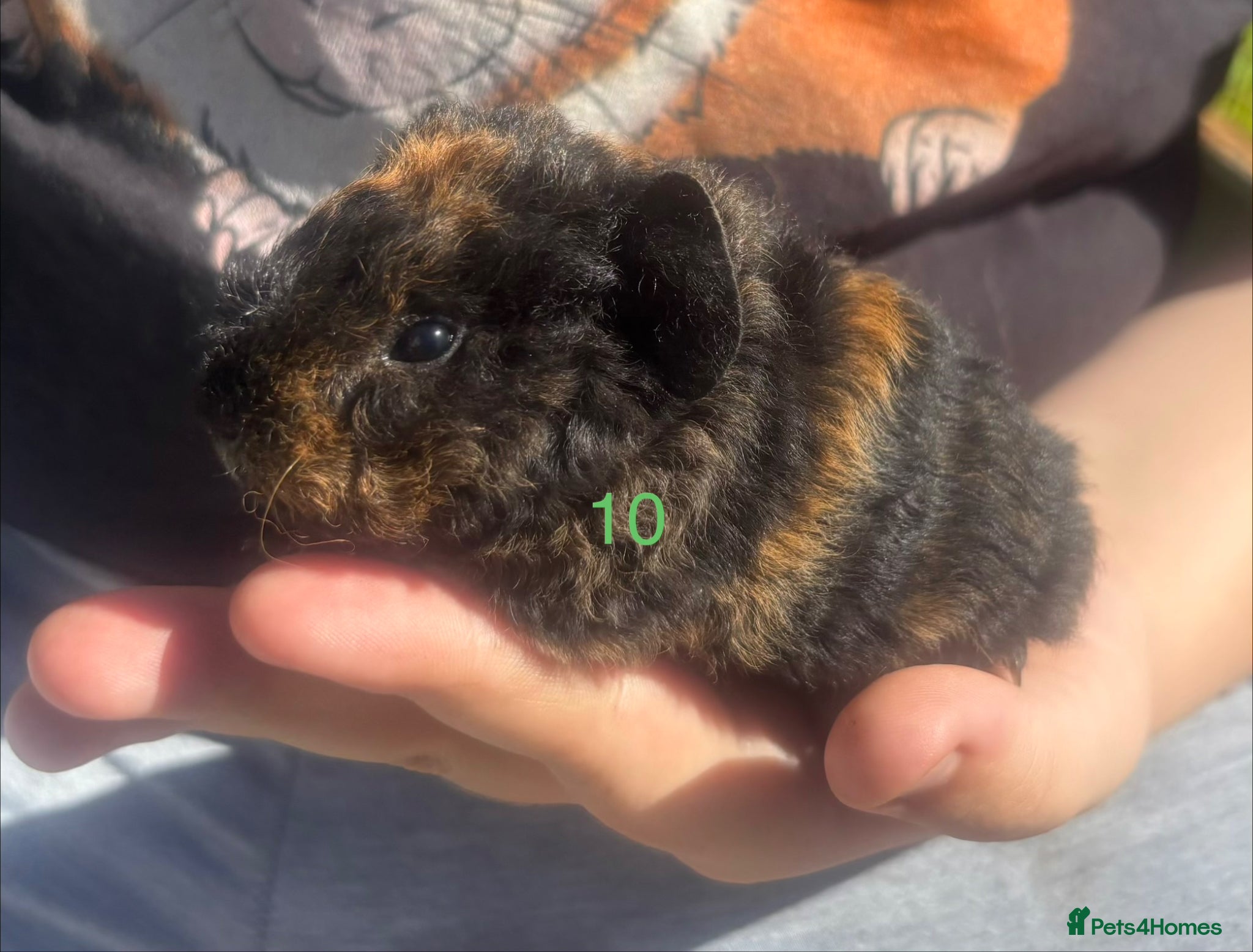 Guinea Pig rodents Baby Boy/Boar & Baby Girl/Sow Guinea Pigs, Teddy - Advert 19
