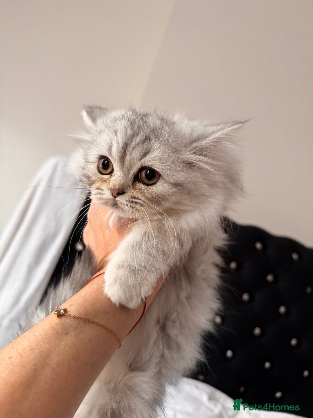 British Longhair cats for sale: British Long Hair Kittens - Image 30