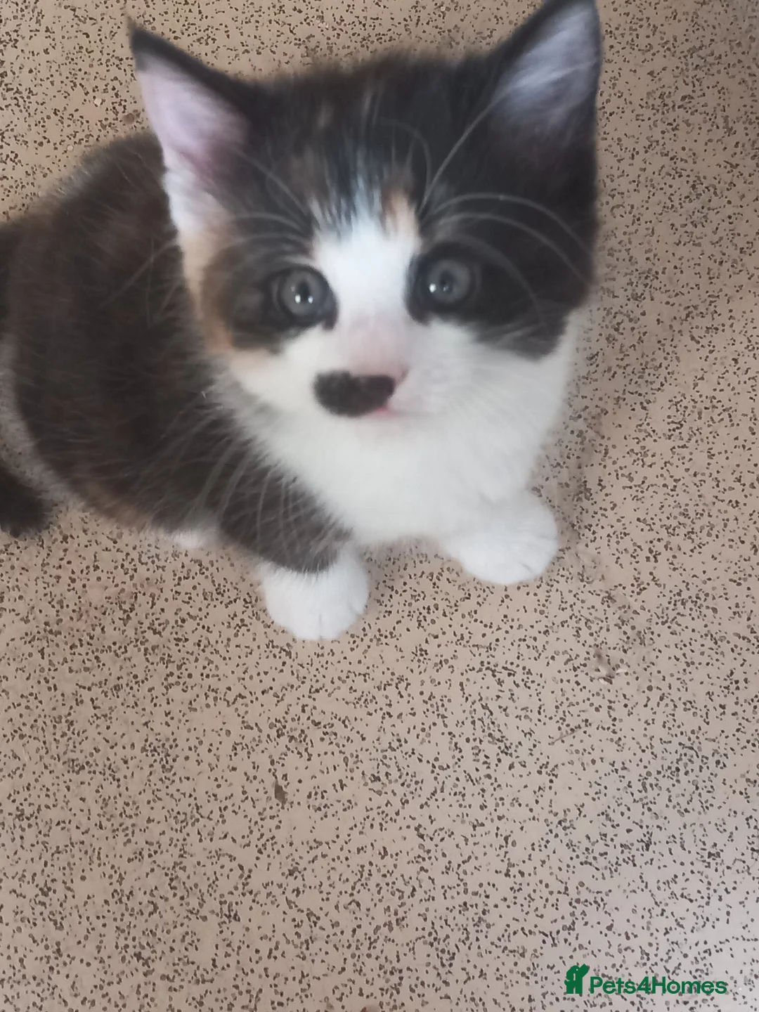 British Shorthair cats for sale: A very beautiful Calico girl for sale - Advert 5
