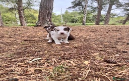 Border Collie dogs for sale: Border collie pups  - Image 4